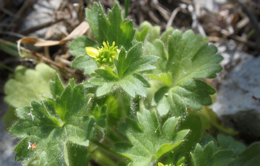 Ranunculus cfr. parviflorus L.